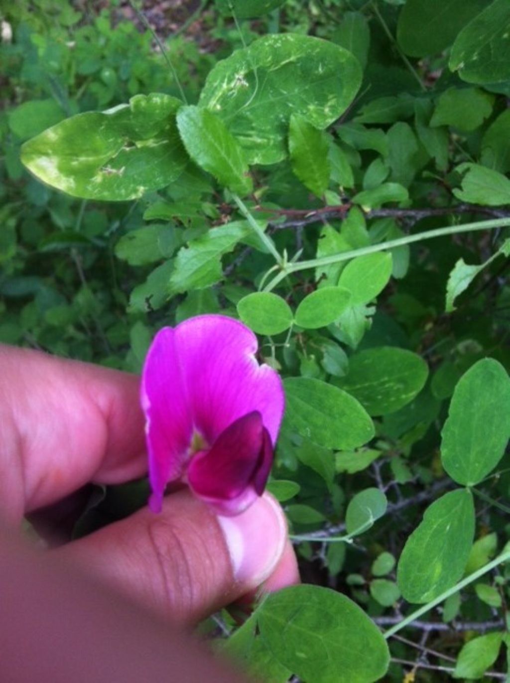 Lathyrus grandiflorus / Cicerchia a fiori grand